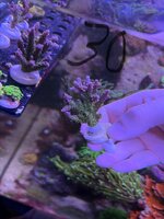 IMG_7261.jpeg