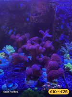 IMG_4277.jpeg IMG_4277.jpeg