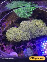 IMG_4275.jpeg IMG_4275.jpeg