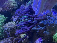 IMG_2331.jpeg