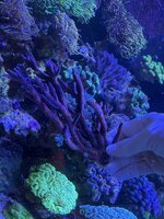 IMG_2328.jpeg