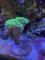 IMG_2341.jpeg
