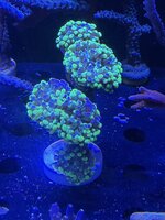 IMG_2343.jpeg