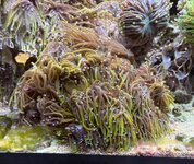 IMG_7150.jpeg