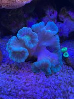 IMG_4375.jpeg