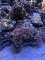IMG_7682.jpeg