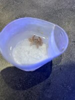 IMG_1634.jpeg
