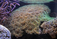 Euphylia totaal.jpg Euphylia totaal.jpg