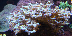 Seriatopora caliendrum.jpg Seriatopora caliendrum.jpg
