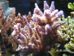 PICT0570.JPG