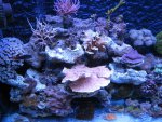 IMG_1318.jpg