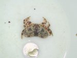 krab26.1.04.jpg.JPG