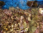 aqaurium 055.jpg