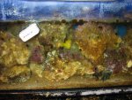aqaurium 056.jpg