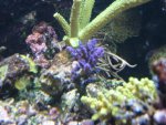 aqaurium 059.jpg