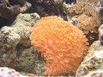 DSC00743.JPG