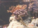 aqaurium 107.jpg