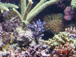 aqaurium 092.jpg