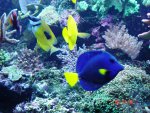 aqaurium 101.jpg