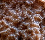 caulustrea1.jpg