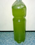 Phyto.jpg
