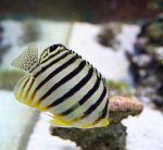 paracentropyge (Small).jpg