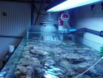 aqaurium 156.jpg