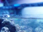 aqaurium 160.jpg