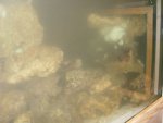 aqaurium 187.jpg