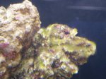 zeeaquarium 012.jpg