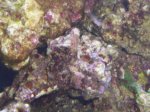 zeeaquarium 013.jpg