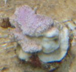 Image5 (Large).jpg