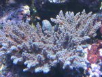 Afbeelding 120996.jpg