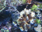 Afbeelding 120993.jpg