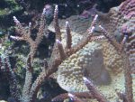 Afbeelding 120997.jpg