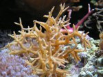 20070911 gouden hysterix.jpg