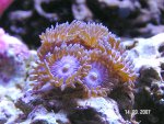 20070914 roze buttons.jpg