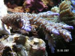 20070915 Acropora Houtepen.jpg