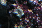 sd256 119.jpg