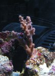 Pict2075-1.jpg