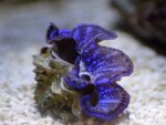 _MG_7267.JPG