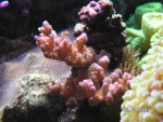stylopora.jpg