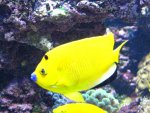 Apolemichthys trimaculatus 2oktober 164.JPG