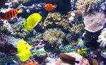 apolemichthys trimaculatus 2oktober 165.JPG