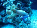 zeeaquarium 078.jpg