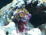 zeeaquarium 059.jpg