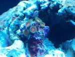 zeeaquarium 086.jpg
