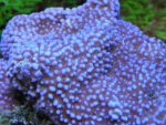 montipora superman.JPG