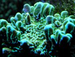 montipora confusa.JPG