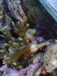 Montipora Digitata sterft af.jpg
